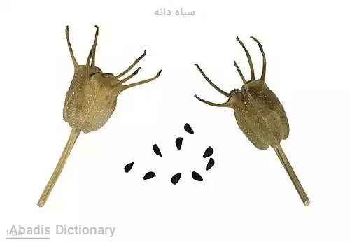 سیاه دانه